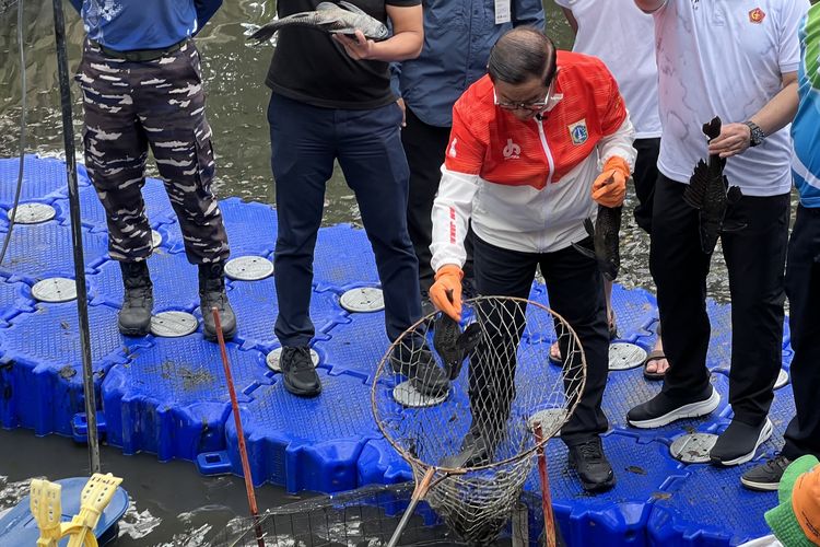 Gubernur Jakarta menangkap Ikan Sapu-sapu