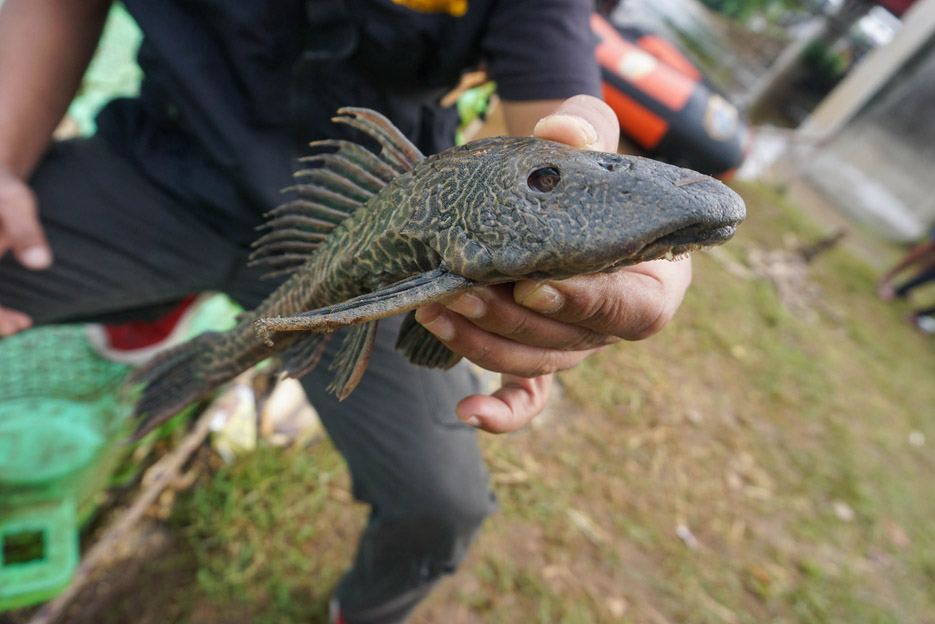 Ikan Sapu-sapu