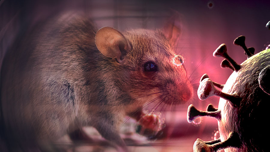 Hantavirus