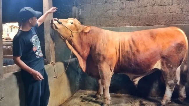 Sapi Limosin Prabowo
