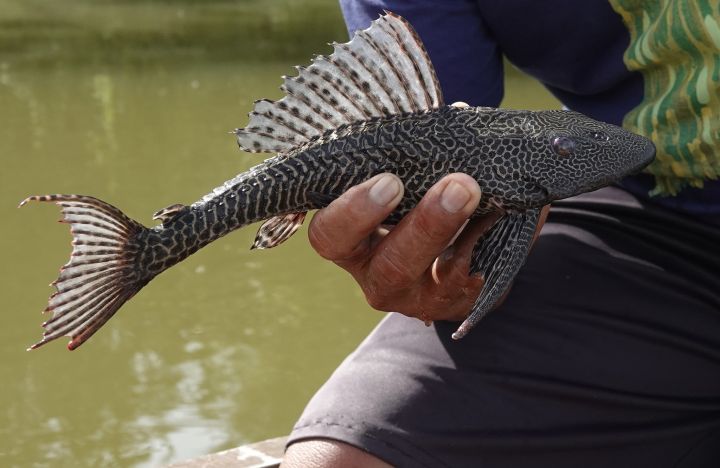 ikan sapu sapu